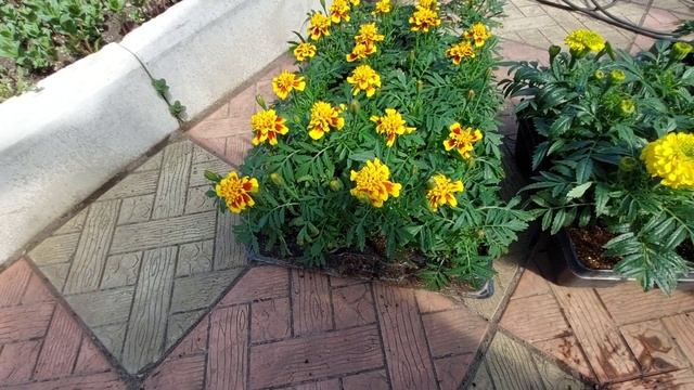 Бархотцы самый полезный цветок!!!@ смотреть онлайн