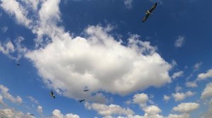 Парящие  в небе  птицы.