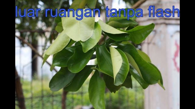 Review hasil foto dan vidio CANON 650D смотреть онлайн