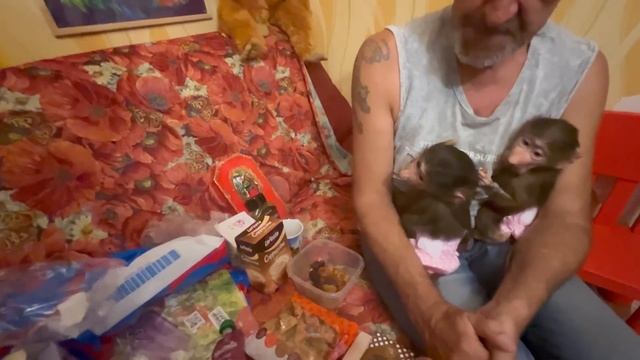 Маня не отходит от папы-Влада ни на шаг, а Степе это НЕ НРАВИТСЯ))) смотреть онлайн