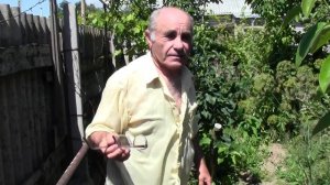 прививка шелковиц весной