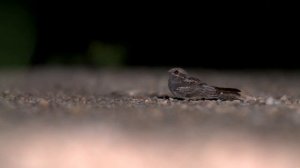 Обыкновенный козодой   Caprimulgus europaeus