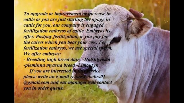 Fertilization cattle embryos.Оплодотворение эмбрионами крупного рогатого скота смотреть онлайн