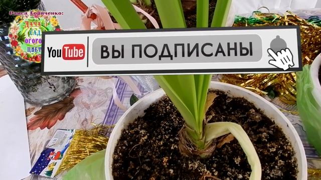 Что это за яркие, красочные букетные цветы под елкой? смотреть онлайн