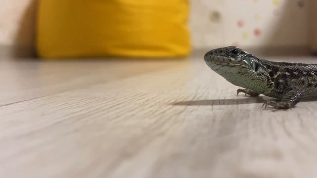 Как приручить прыткую ящерицу ?/Кормление прытких ящериц