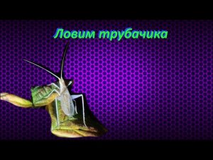 Ловим трубачика / трубачик / насекомые