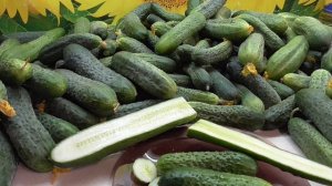 Огурец Зозуля. Дегустация. Ольга Чернова.