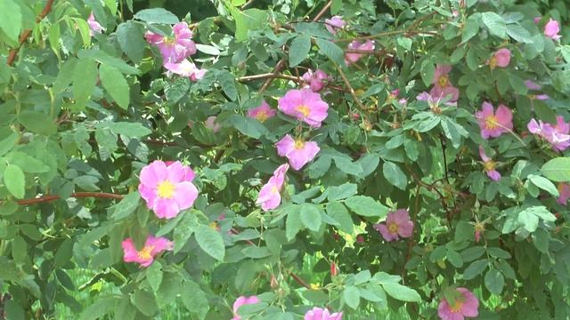 М.Ю. Лермонтов. «На склоне гор, близ вод, прохожий, зрел ли ты...» смотреть онлайн