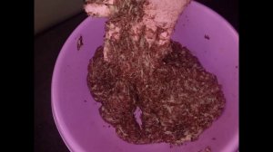 Рецепт приготовления колбасы из мясо бобра