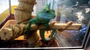 Василиск ящерица