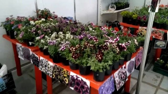 ВЫИГРАЛА В ЛОТЕРЕЮ НА ЯРМАРКЕ КУПИЛА ПОДДЕЛКУ смотреть онлайн