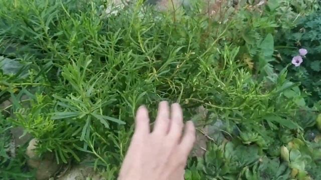 Редкие в садах, очень красивые и неприхотливые многолетние цветы! смотреть онлайн