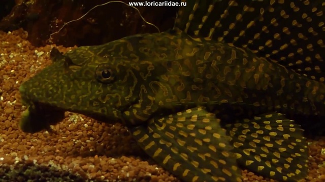 L001=L022 смотреть онлайн