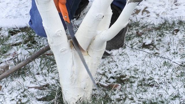 Как обрезать грецкий орех? Три дерева, разных возрастов. Формировка ореха.