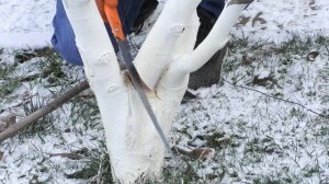 Как обрезать грецкий орех? Три дерева, разных возрастов. Формировка ореха.