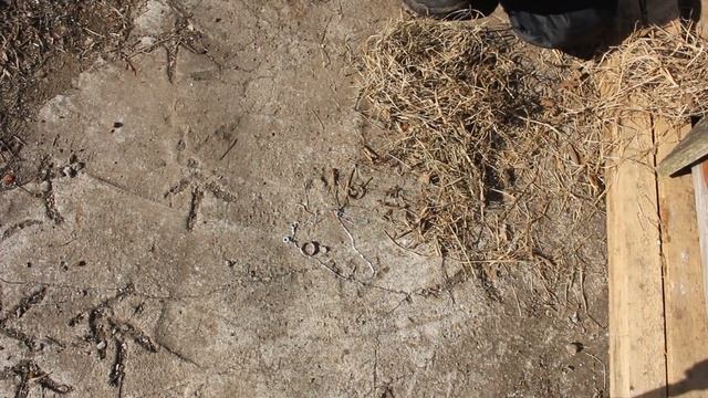 НАШЛИ ЗОЛОТЫЕ И СЕРЕБРЯНЫЕ ДРАГОЦЕННОСТИ ! ПТИЧИЙ КЛАД В СКВОРЕЧНИКЕ !!! смотреть онлайн