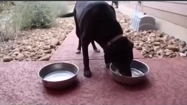 Животные чувствуют что лучше пить...животных не обманешь! смотреть онлайн