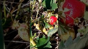 клубника первого года Лорд и Гаригуэтта