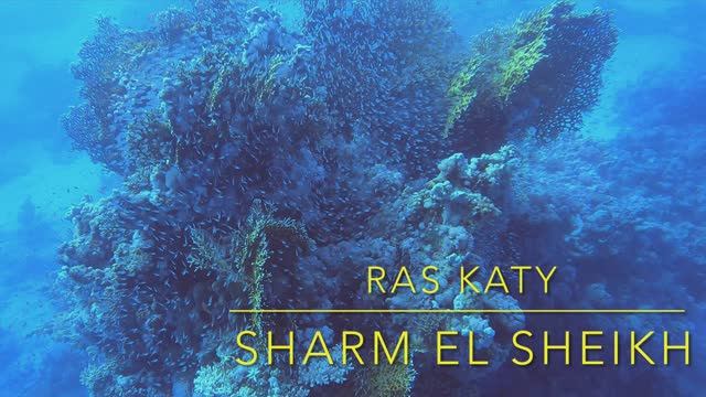 4K Дайвинг на рифе Ras Katy, Sharm El Sheikh, Egypt смотреть онлайн