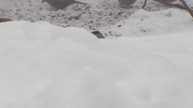 Щеглы и не только На большой кормушке. смотреть онлайн