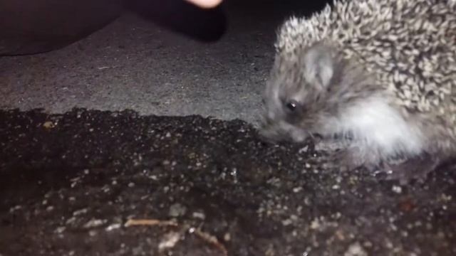 Мини Ежик смотреть онлайн