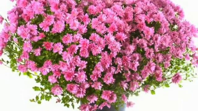 Красивые цветы! смотреть онлайн