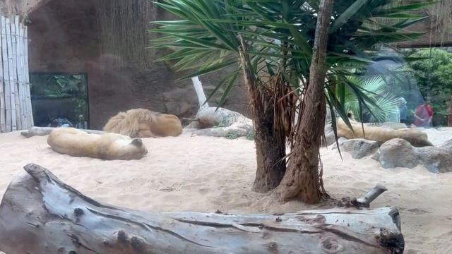 Лоро Парк Тенерифе / Шоу Касаток смотреть онлайн