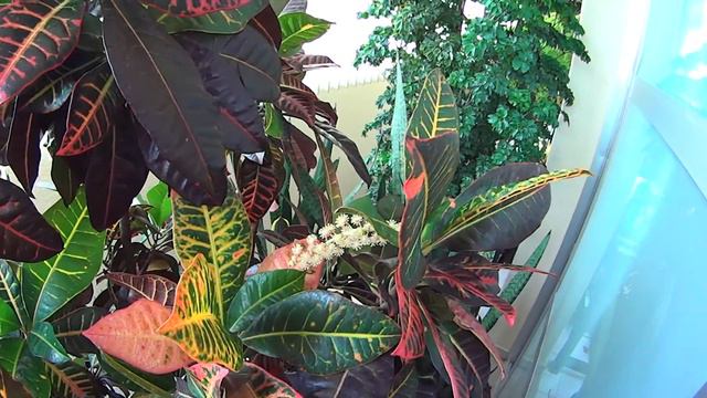 Croton Plant - Visual Identification смотреть онлайн