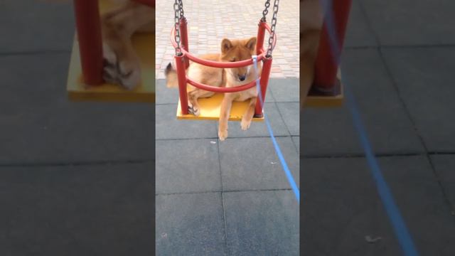 Мини-видео.Как Джейсон катается на качелях смотреть онлайн