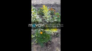 СВГ Омская ночка и Пирамидальный.