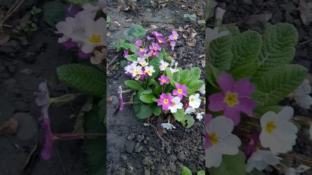 Примулы самосев. смотреть онлайн