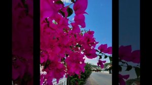 Диана Строгая - бизнес развод наивных | Сплетница