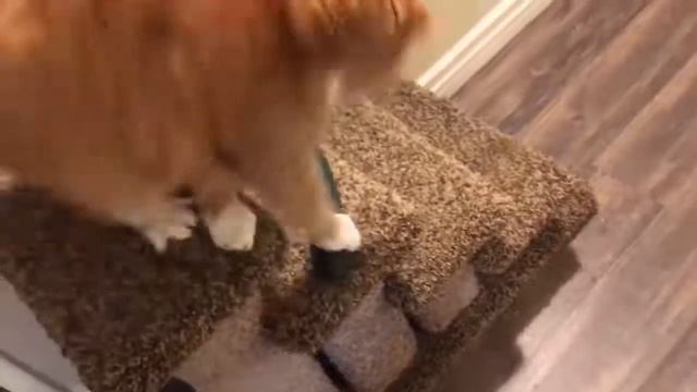 Смешные Видео С Кошками. Самый Смешной Момент, Когда Кошка Испугалась смотреть онлайн