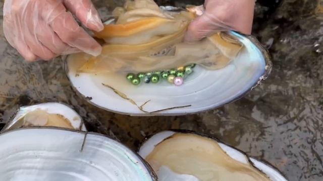 Pearl oysters have grown up to pick pearls, green pearls! I have never seen such perfect pearls смотреть онлайн