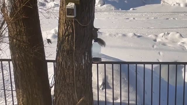 Покормите птиц зимой смотреть онлайн