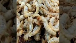 Личинки бабочки Паденки. Метелик #shorts