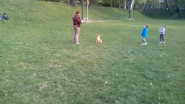 девочки играют с собакой смотреть онлайн