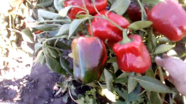 Убираем капельный полив.Перчик просто красота просто прелесть