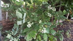 Голубика Аврора - самый поздний сорт голубики. Ч. 1