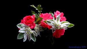 Лечебная музыка Моцарта ? Защита от Вирусов.