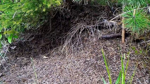 Рыбалка,Рощино(июнь 2017) смотреть онлайн