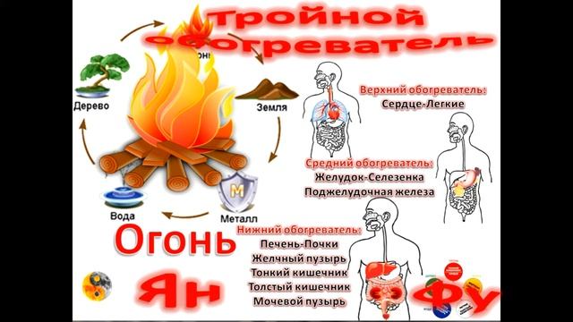 Теория У-Син. Чжан(ИНЬ) и Фу(ЯН) органы. Часть 2. Фу органы смотреть онлайн