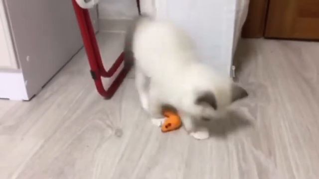 Котёнок рэгдолл смотреть онлайн