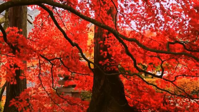 The Best Rachmaninoff Meditation Music - Relax, Meditation, Sleep, Reading, Focus, Piano смотреть онлайн