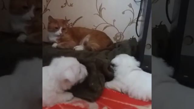 Щенки вест хайленд вайт терьера. Питомника домашнего содержания LOVE SHEV'S. Украина, г.Запорожье. смотреть онлайн