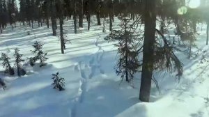 Охота на волка в Якутии. На защите стад оленей.