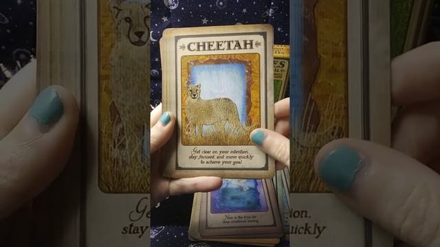 Deck review: Messages From Your Animal Spirit Guides Oracle смотреть онлайн