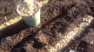 Посадка кедровых орехов-2 й день