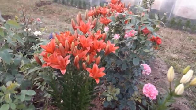 РОЗЫ & ЛИЛИИ. смотреть онлайн