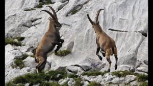Горный козёл